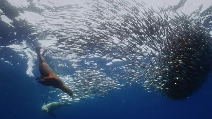 Fish and sea lions are swimming in the ocean water