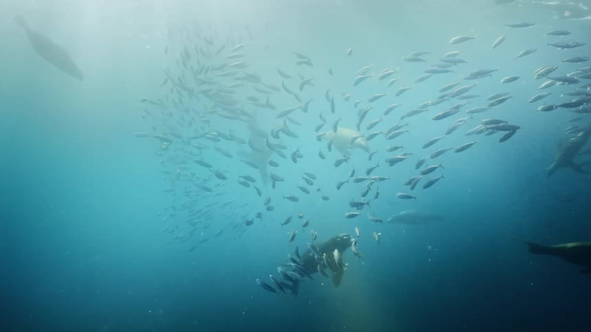 Seals swim along with the fish