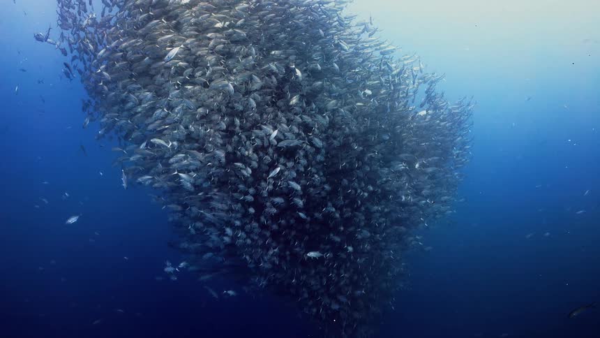 A large school of fish are shoaling near the surface as sunlight shines from above