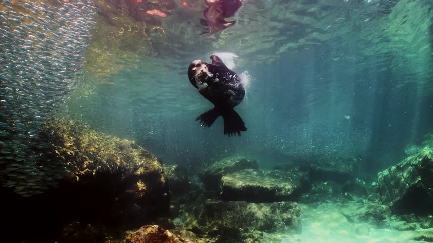 A seal swims underwater