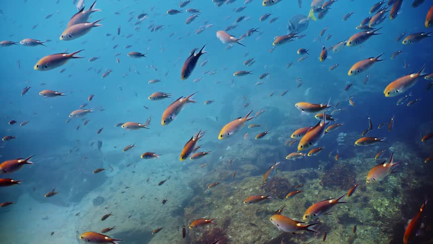 A group of fish swimming near coral in the sea