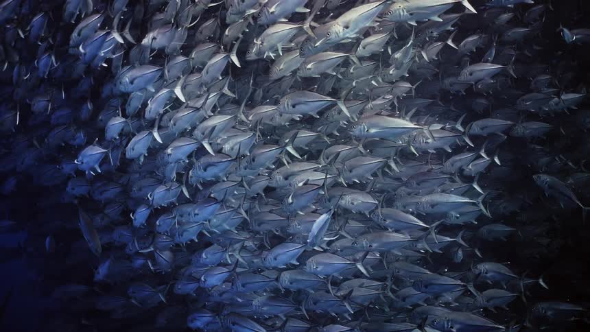 Close up view of multiple fish in the ocean is displayed
