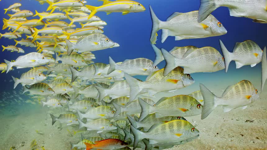 A group of fish swimming near the ocean floor