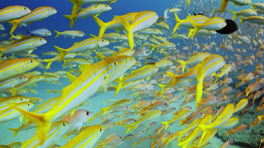 Colorful yellow fish swim above the ocean floor