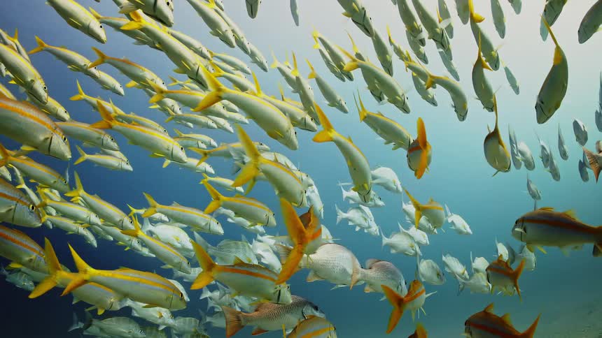 A school of yellow and white fish swimming together underwater