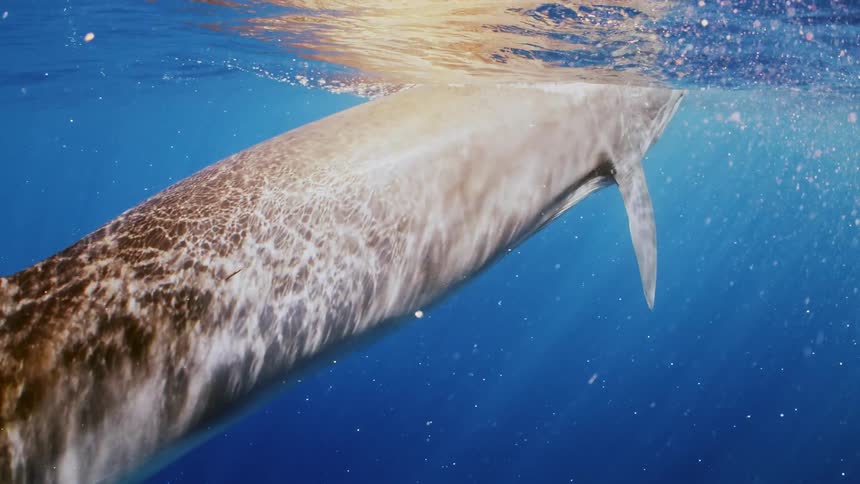A close up of a whale swimming up to the surface of the water and sunlight reflects off his body