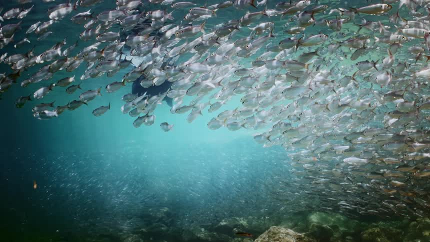 Two seals swim near seafloor passing through large school of fish