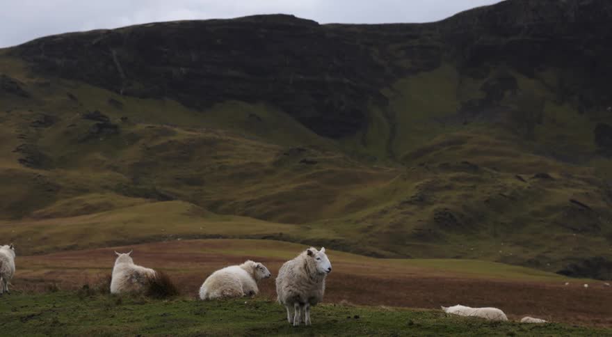 Herd of sheep stand on grassland near mountains