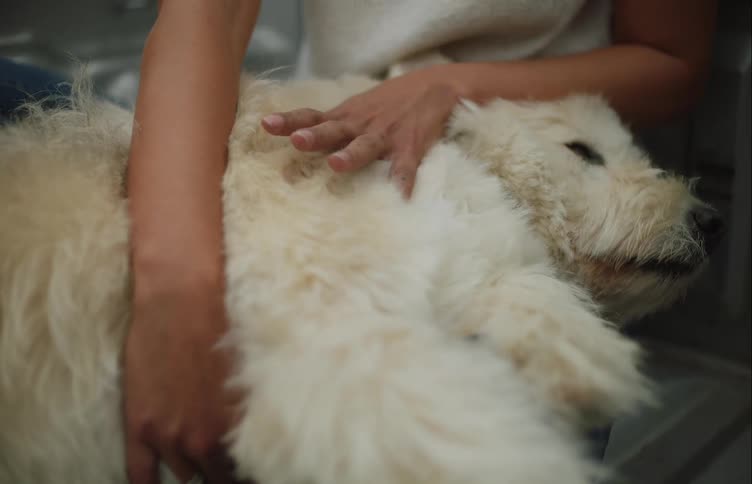Woman in white shirt holds white dog
