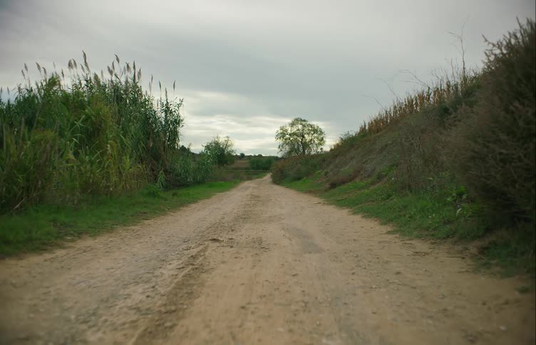 Green grass bushes and trees on each side of a dirt road on a cloudy day