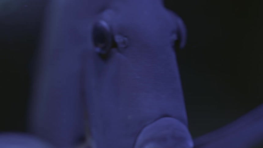 A fish swims around