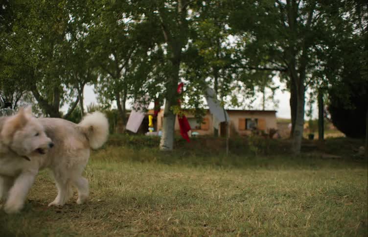 A small white dog walks around near a small home where a few people are walking around outside