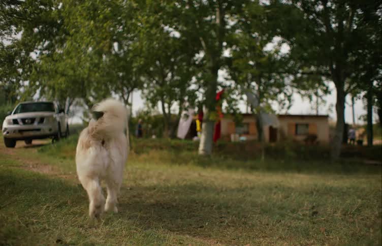 White wooly dog walking around the backyard of a house in the countryside