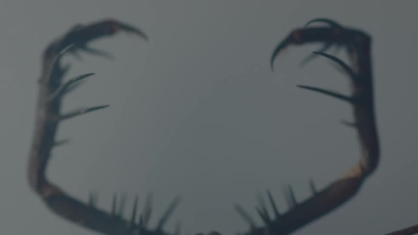 Bug pincers come into focus