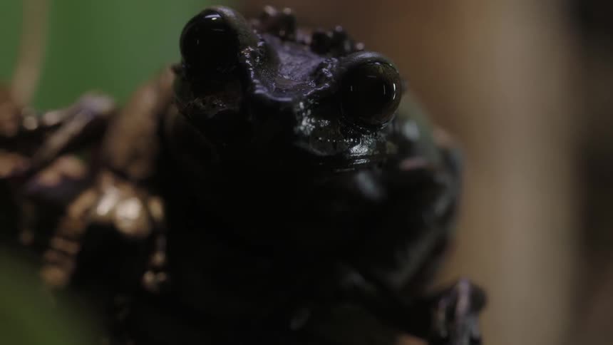 Ominous looking dark frog