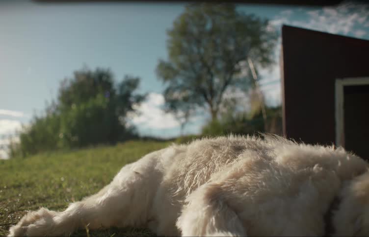 A dog lies on the grass panting