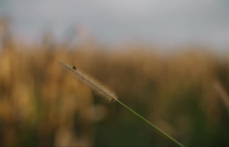 An ant is seen climbing up a plant antler