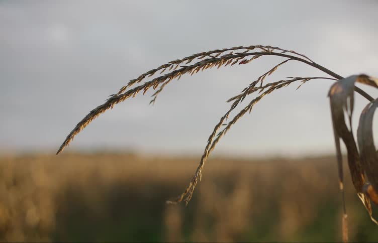 Close up of an insect walking on a strand of wheat in the countryside at morning