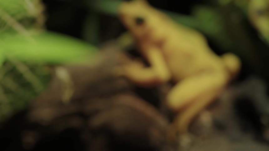A frog is sitting on a rock