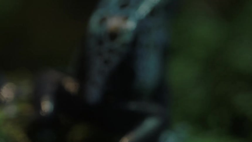 A spotted frog jumps slightly away