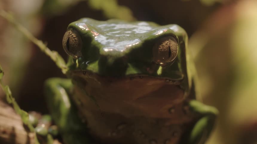 A frog is perched on a log