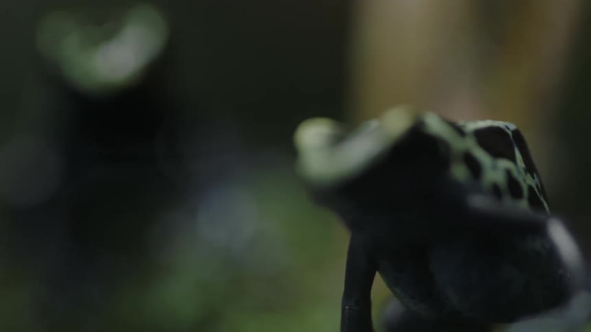 A dark colored frog sits in grass