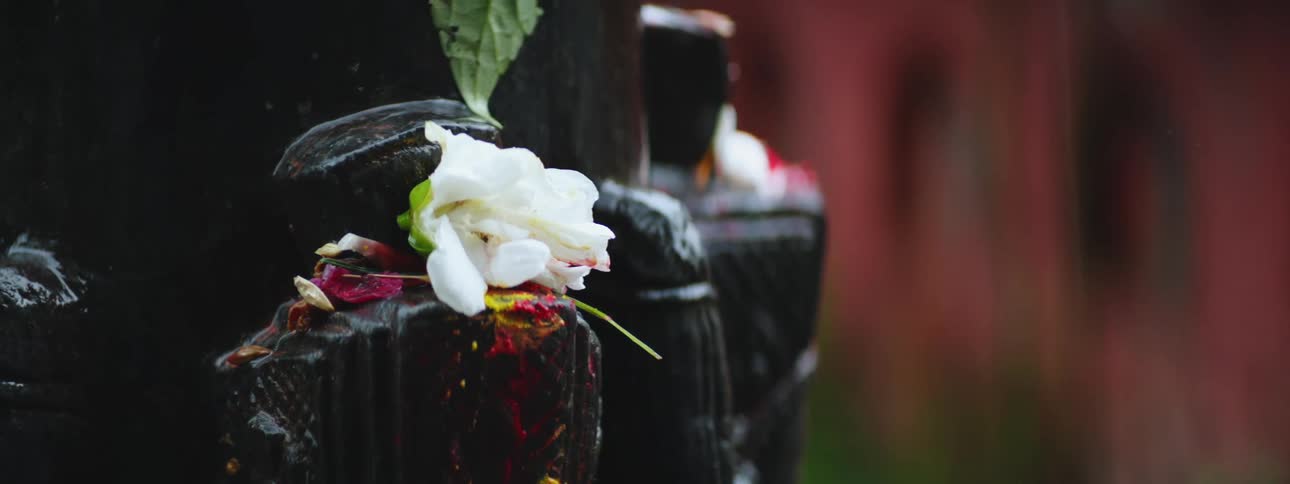 An up close of a white flower resting on a black and brown statue outside as it rains