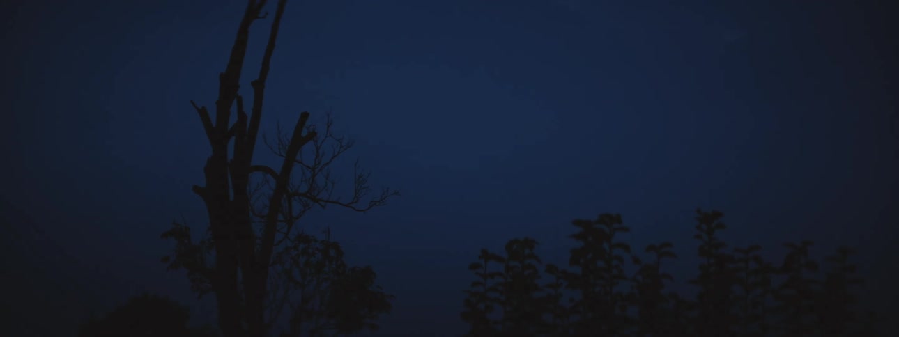 Shot of a treeline under near darkness