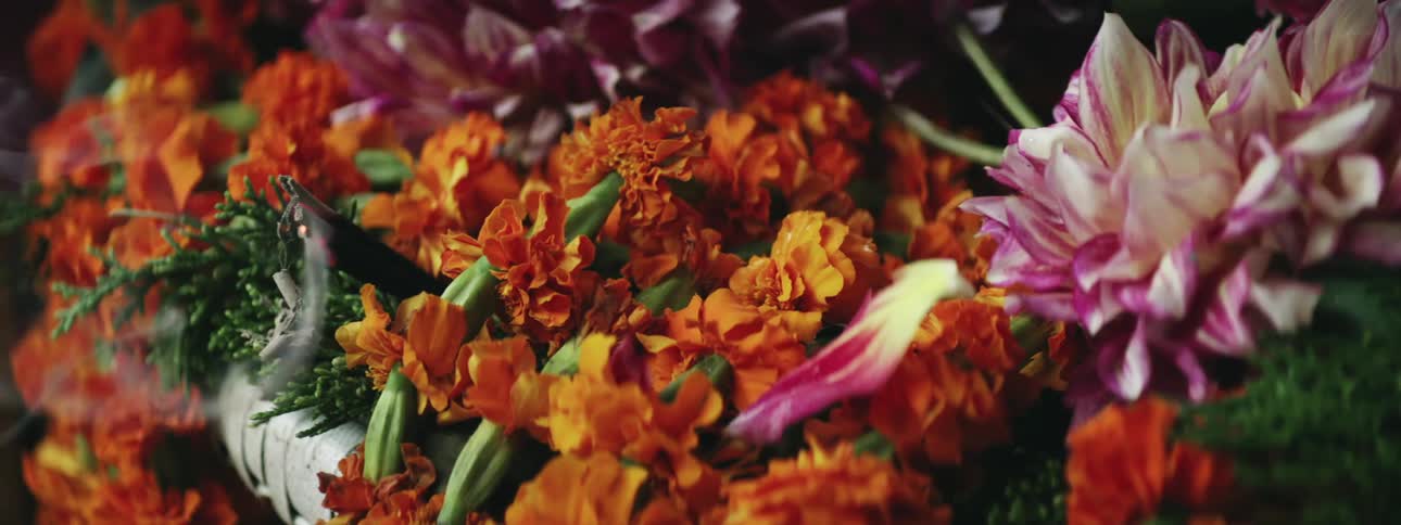 Breathtaking Floral Close-Up: Exquisite Beauty Revealed