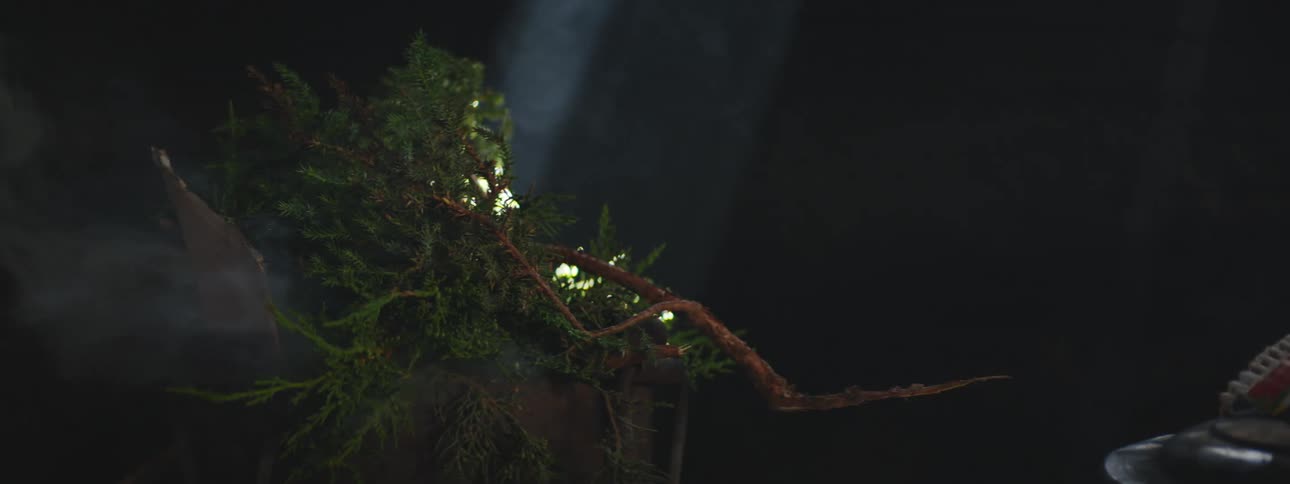 A tree branch is outdoors during the night time