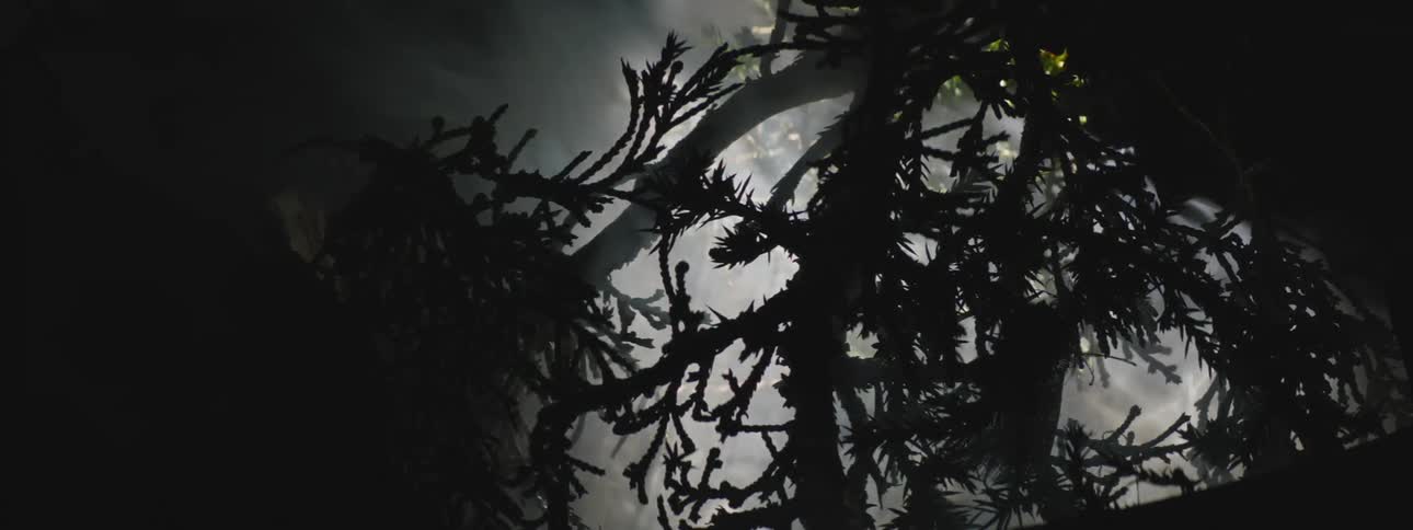 Wind is blowing fast in the forest at night time