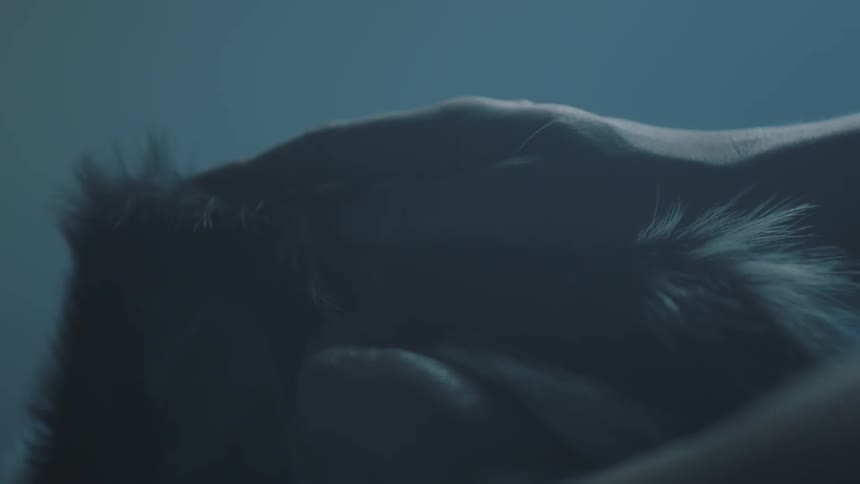 A person runs their hand through fur