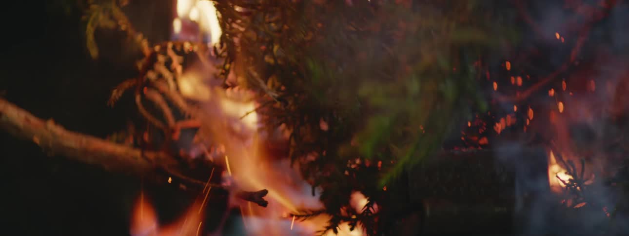 Close up of flames burning the branches of a line tree at night
