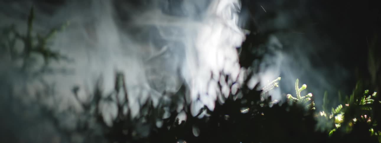 Close-Up of Burning Pine Branches and White Smoke