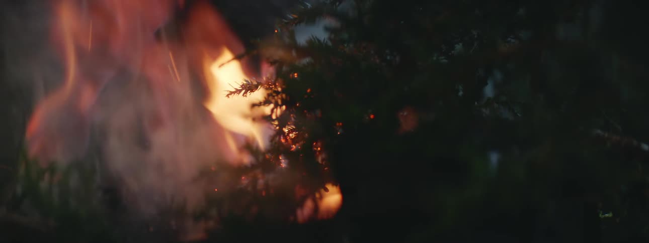 Tree burning with flames