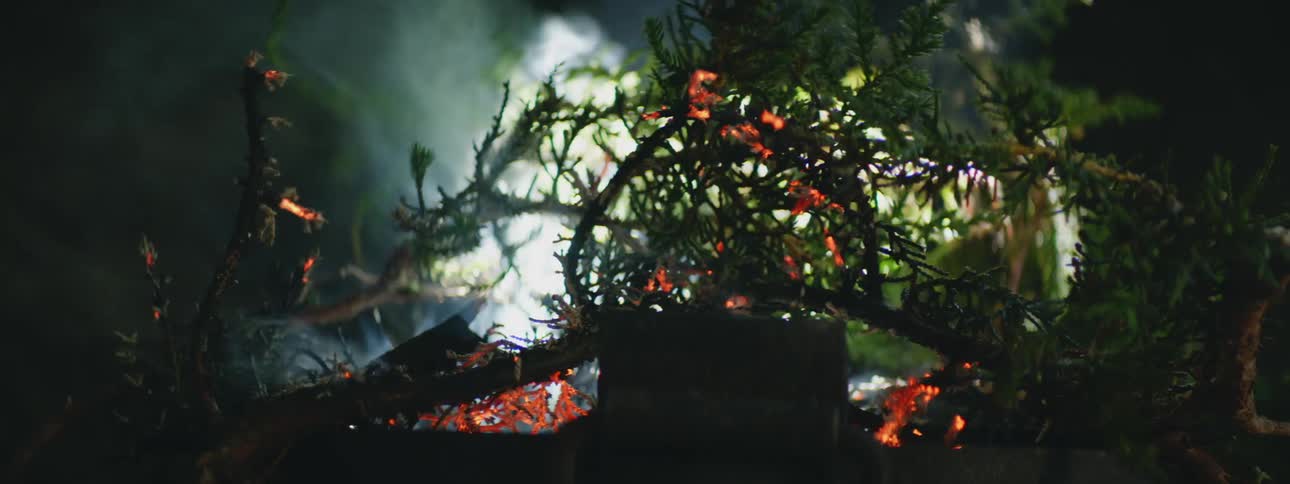 A pine tree burning on the ground as a person piles more brush on top of the fire
