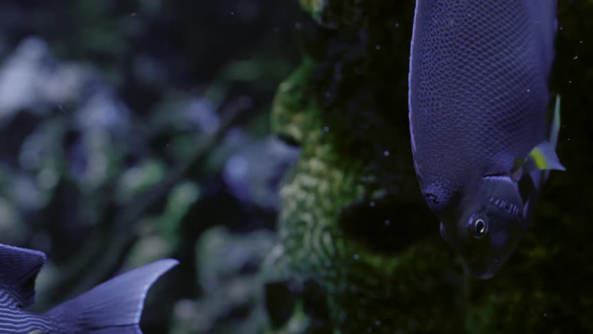 A fish swims around