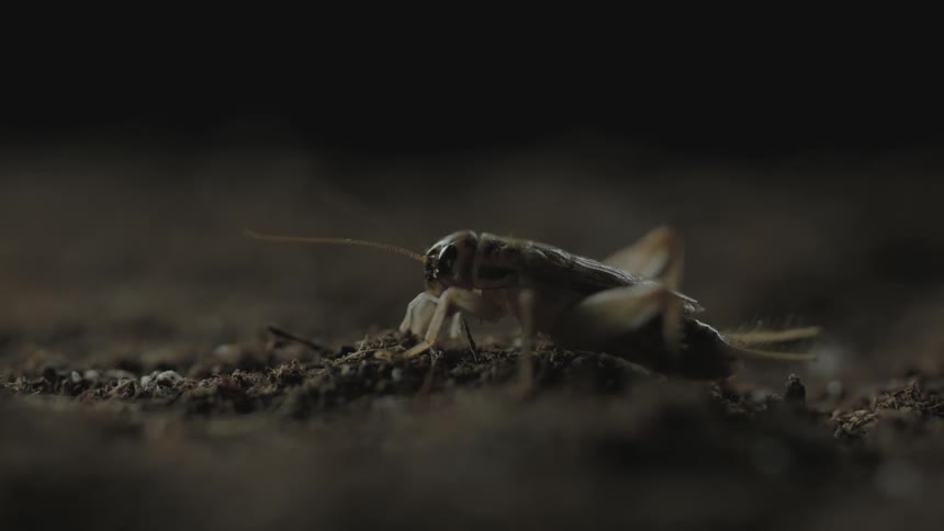 A bug is still on some soil