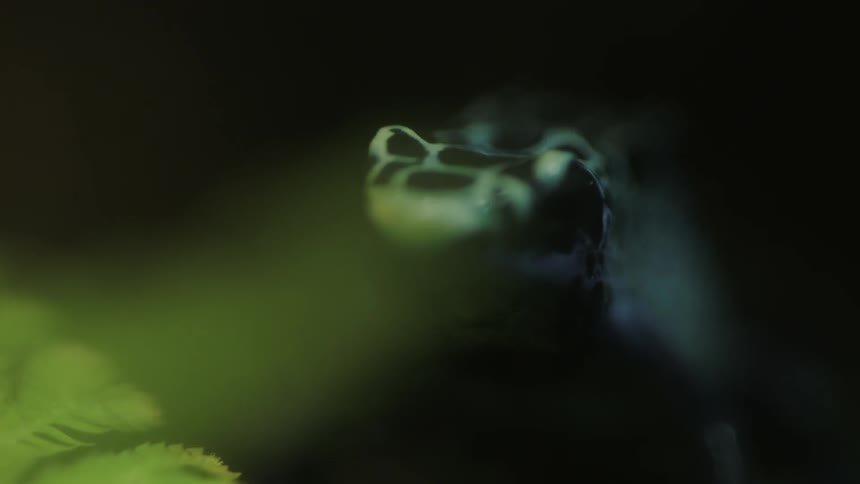 A lizard moves forward