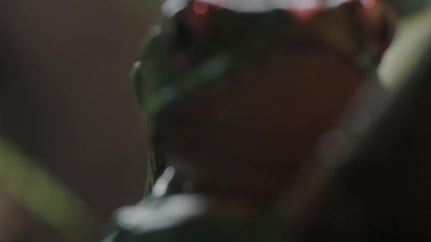 Close-up of a frog climbing