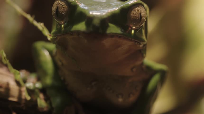 A frog sits on a branch