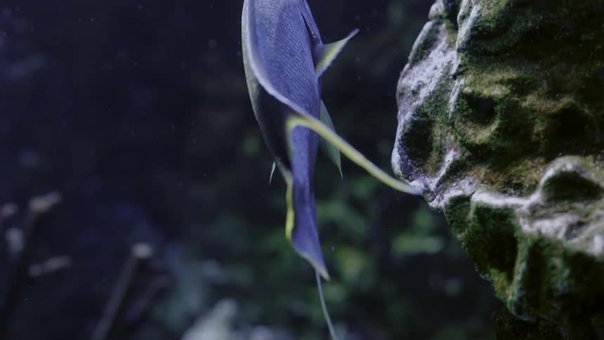 A fish is swimming around a rock