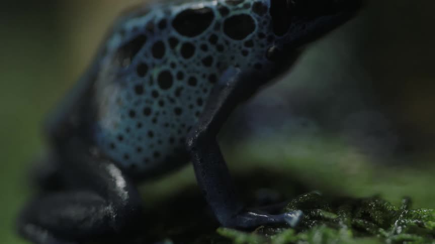 Close up of a black and white spotted frog