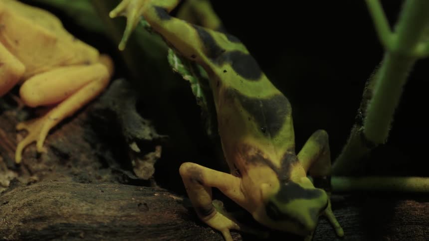 Frogs sit on a log