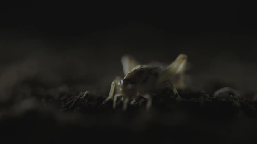A small bug walks along the dirt