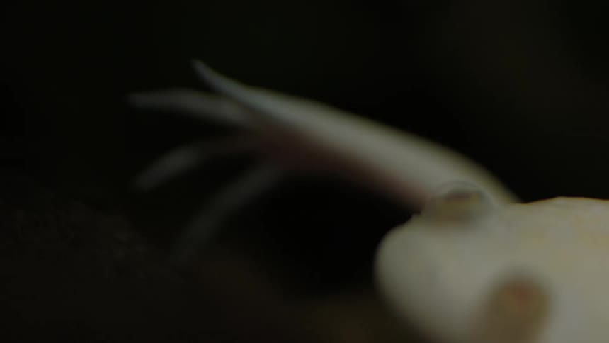 A pale frog in a dark room