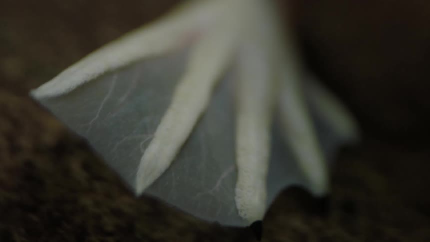 A pale webbed foot