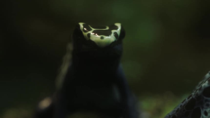 A frog sits in the dark