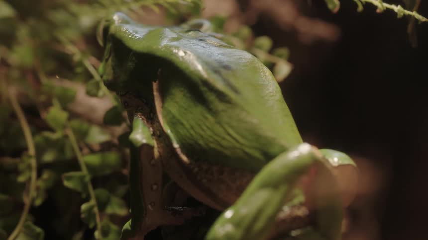 A frog sits on a tree branch