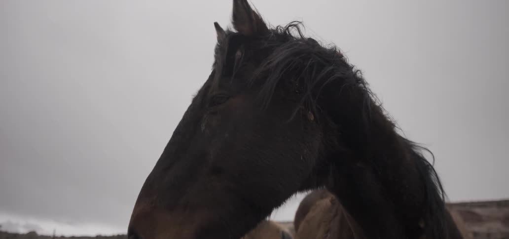 Horses